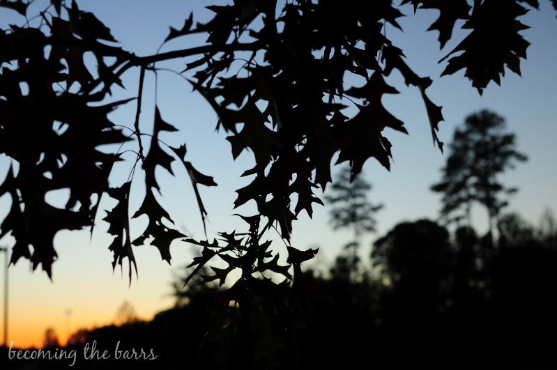 leaves silhouette