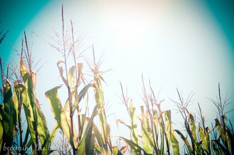 corn maze