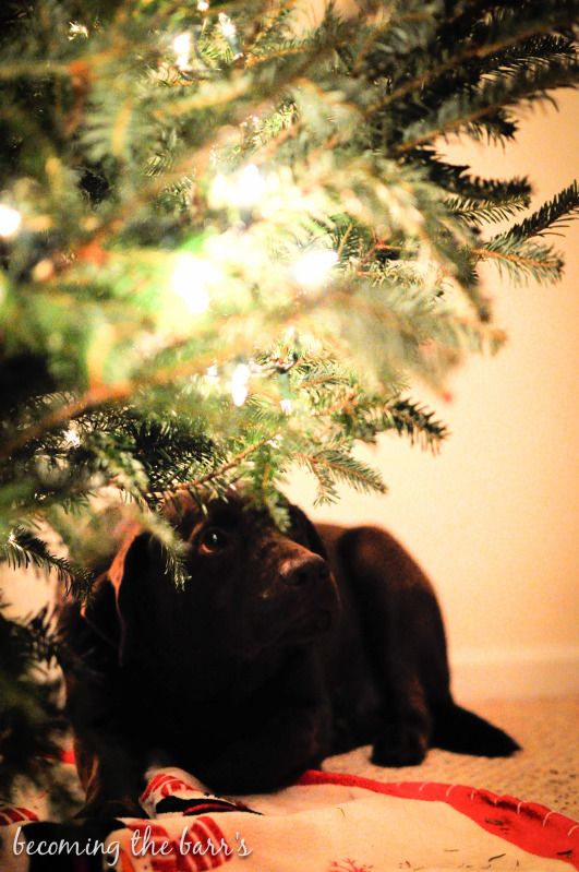 dog under christmas tree