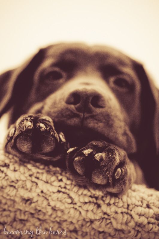 dog on stairs