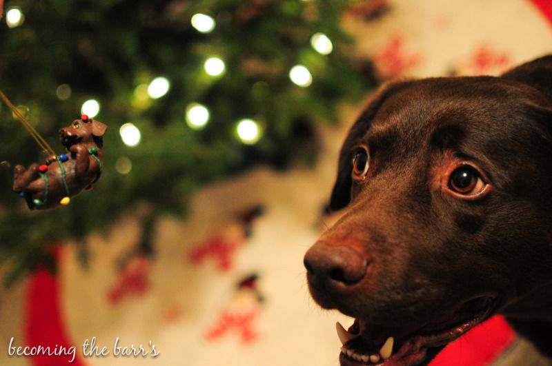 chocolate lab ornament