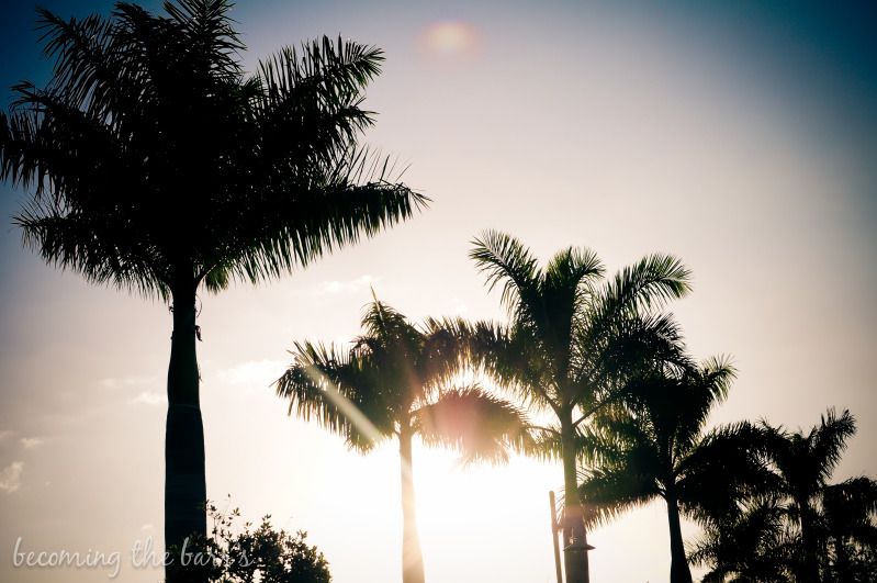 florida palm trees