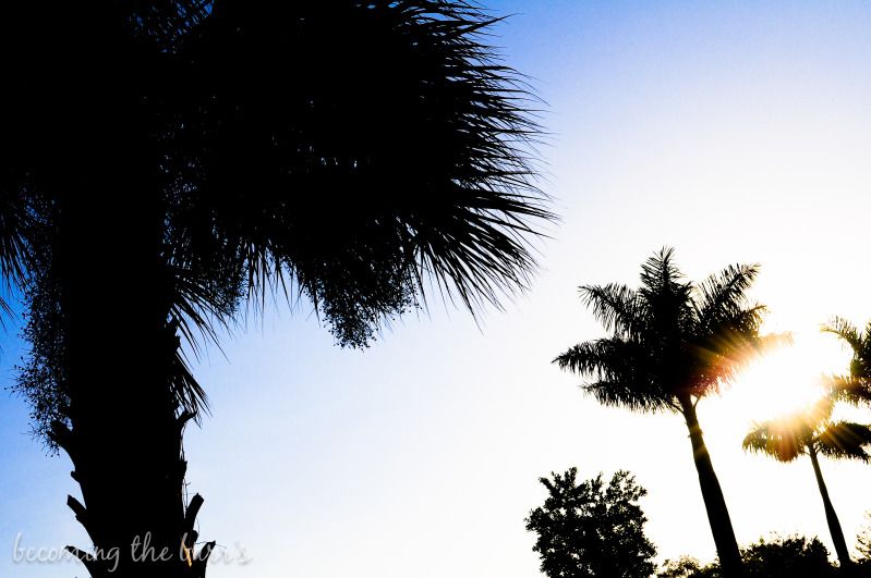 Florida Palm Trees.