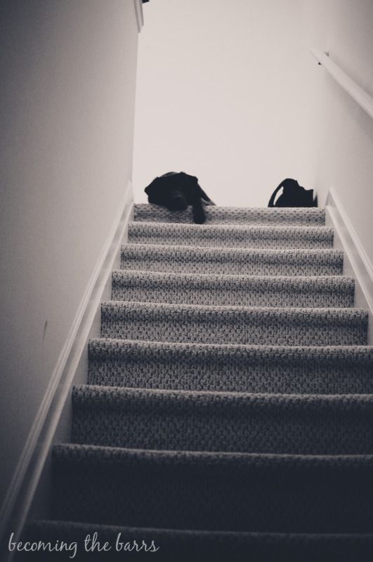 dog at top of stairs