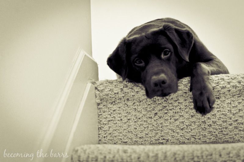 dog at top of stairs