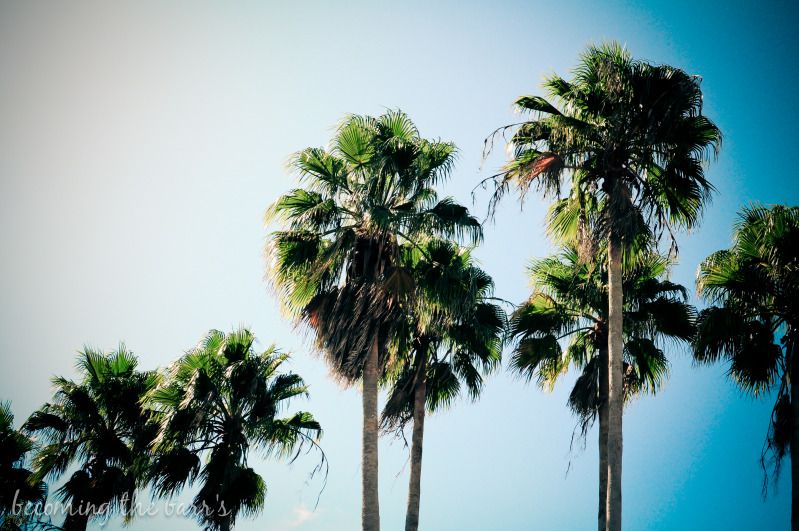 Florida Palm Trees