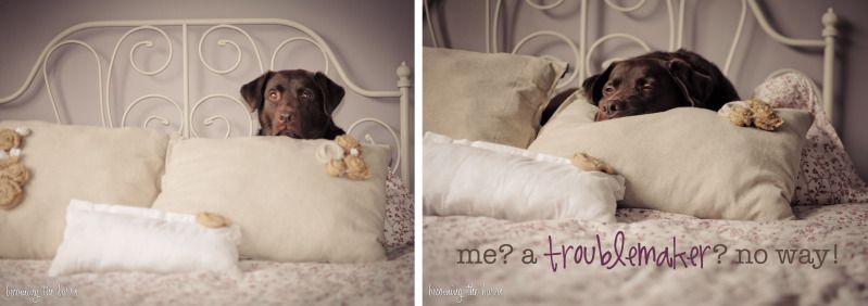 chocolate lab laying on bed