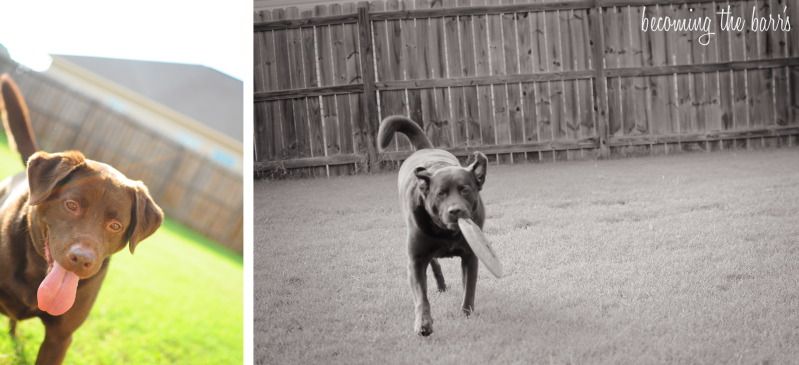 dog playing frisbee