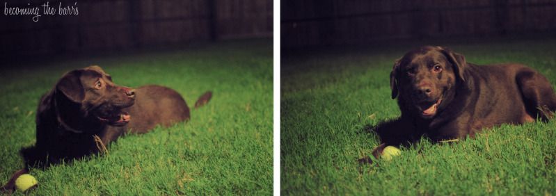 chocolate lab with tennis ball