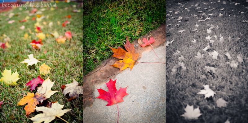 fall leaves