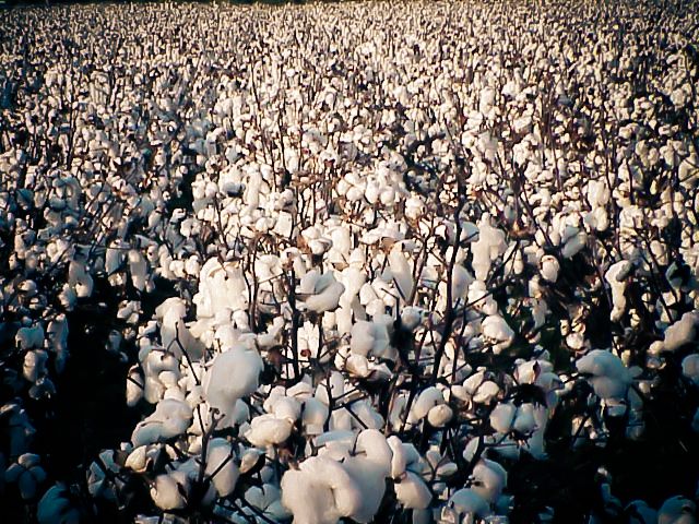 warner robins, ga cotton field