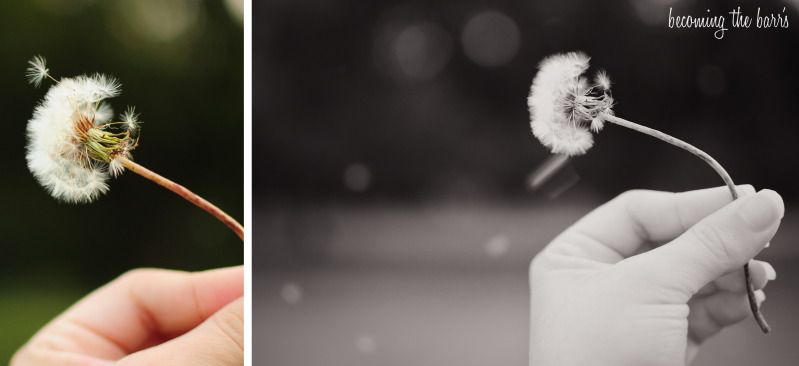 blowing a dandelion in the wind