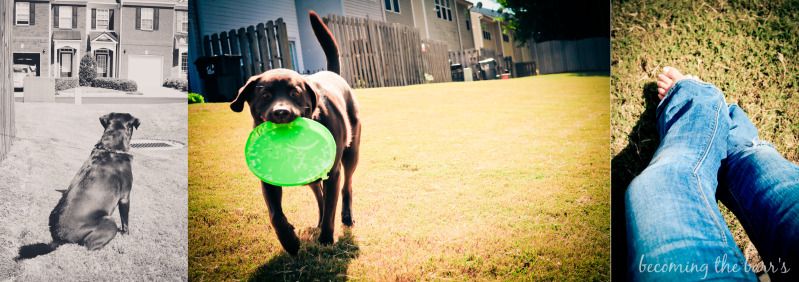 dog frisbee