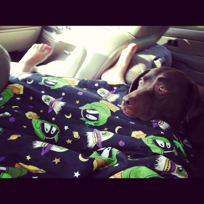 dog in backseat of car