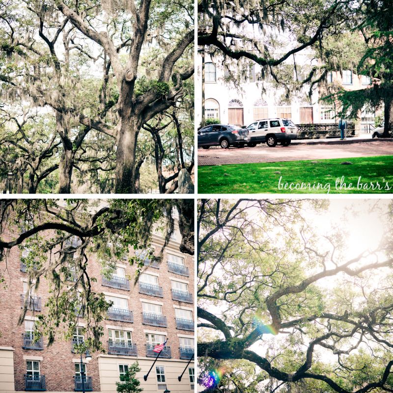 savannah live oak spanish moss tree photographs