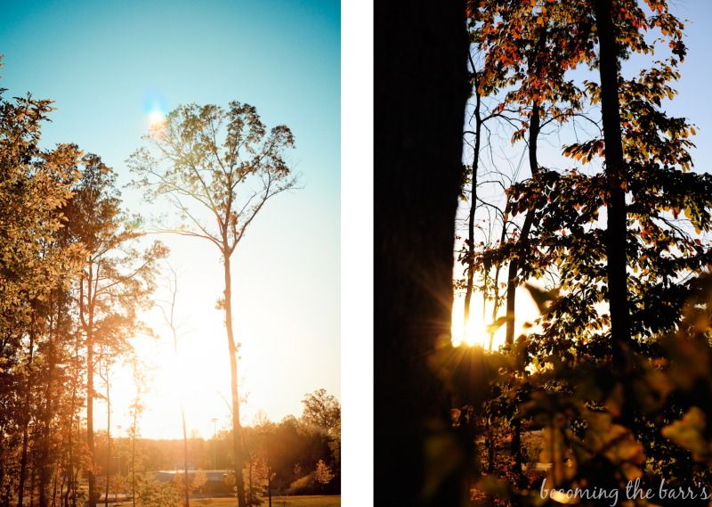 sun shine through trees