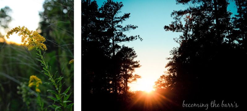 sunshine through trees