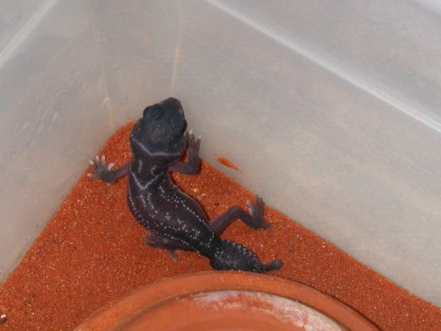 DSCN4301.jpg