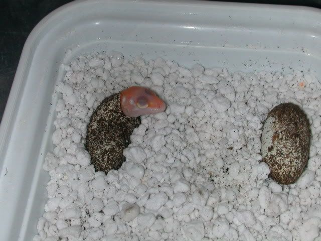 DSCN4961.jpg