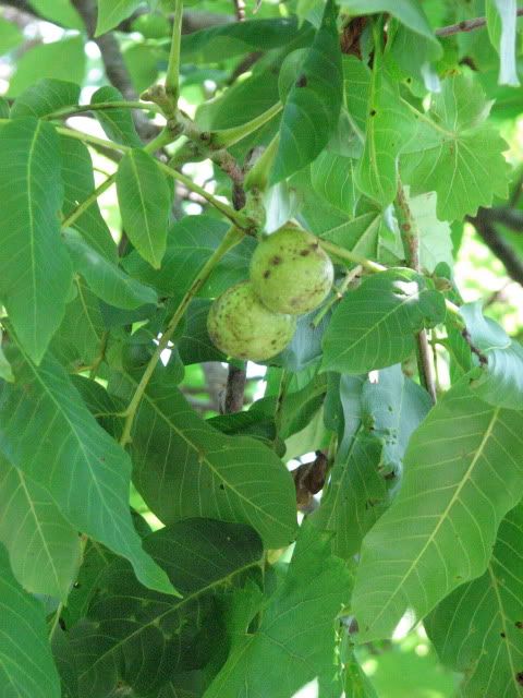 walnuts Pictures, Images and Photos