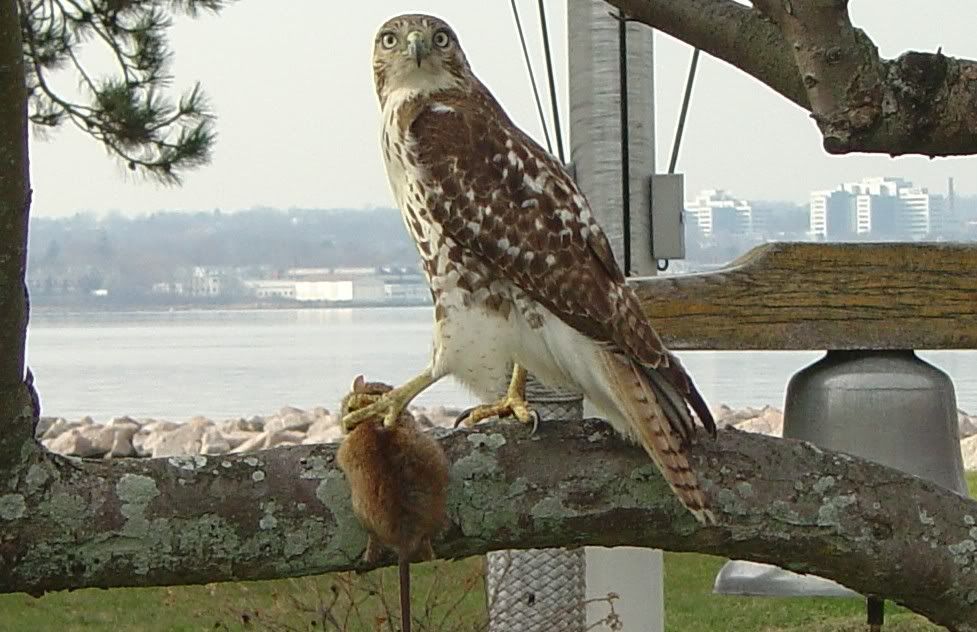 IMAGE: http://img.photobucket.com/albums/v355/trebuchet/Hawk1crop1.jpg