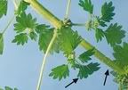 It burns, it burns! Stinging nettle remedies? - Homesteading Questions