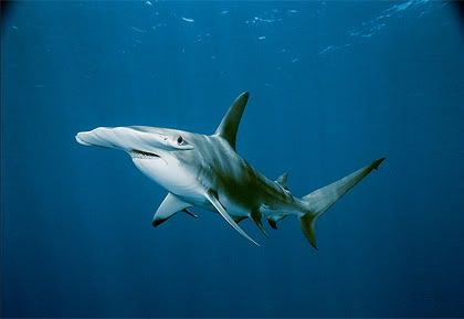 http://img.photobucket.com/albums/v356/Dr_Mekis/Animals/hammerhead-shark-716791.jpg