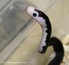 Pied Persian rat snake....