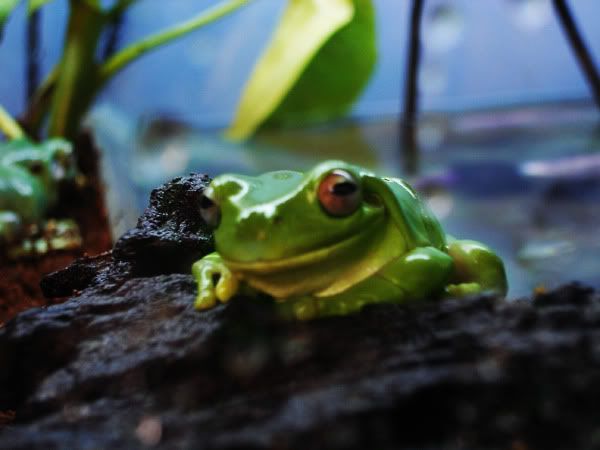 frog4.jpg