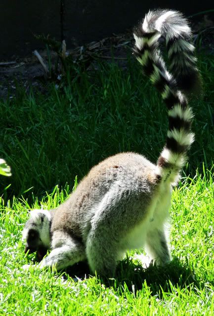 lemur.jpg