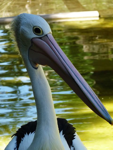 pelican.jpg