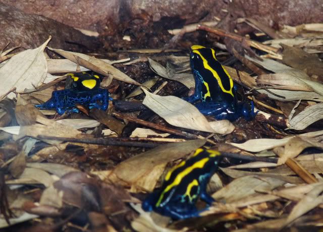 poisondarfrogs.jpg