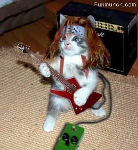 funny animals pictures 481 - Lets Rock