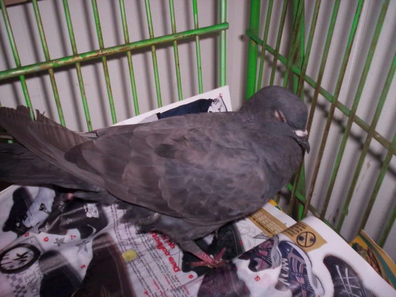 Crying Pigeon