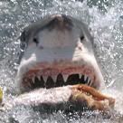 Jaws.jpg