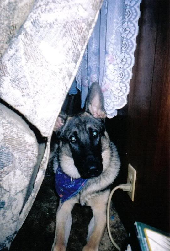 demondog.jpg