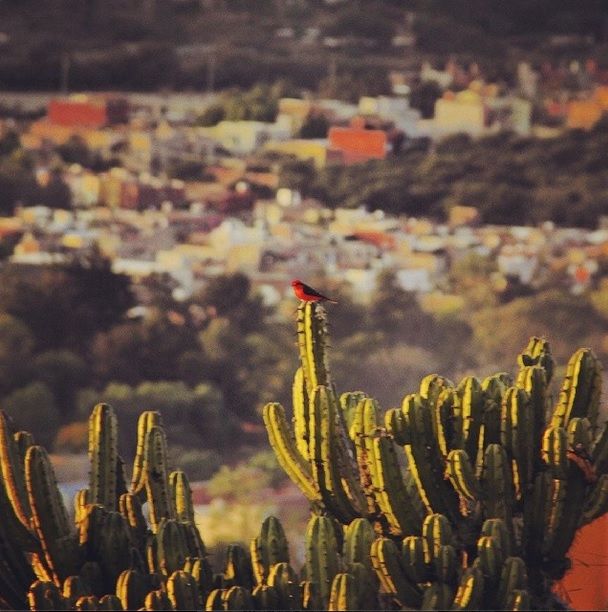  photo 12_2014_January_SanMigueldeAllende-3_zps05994b8c.jpg