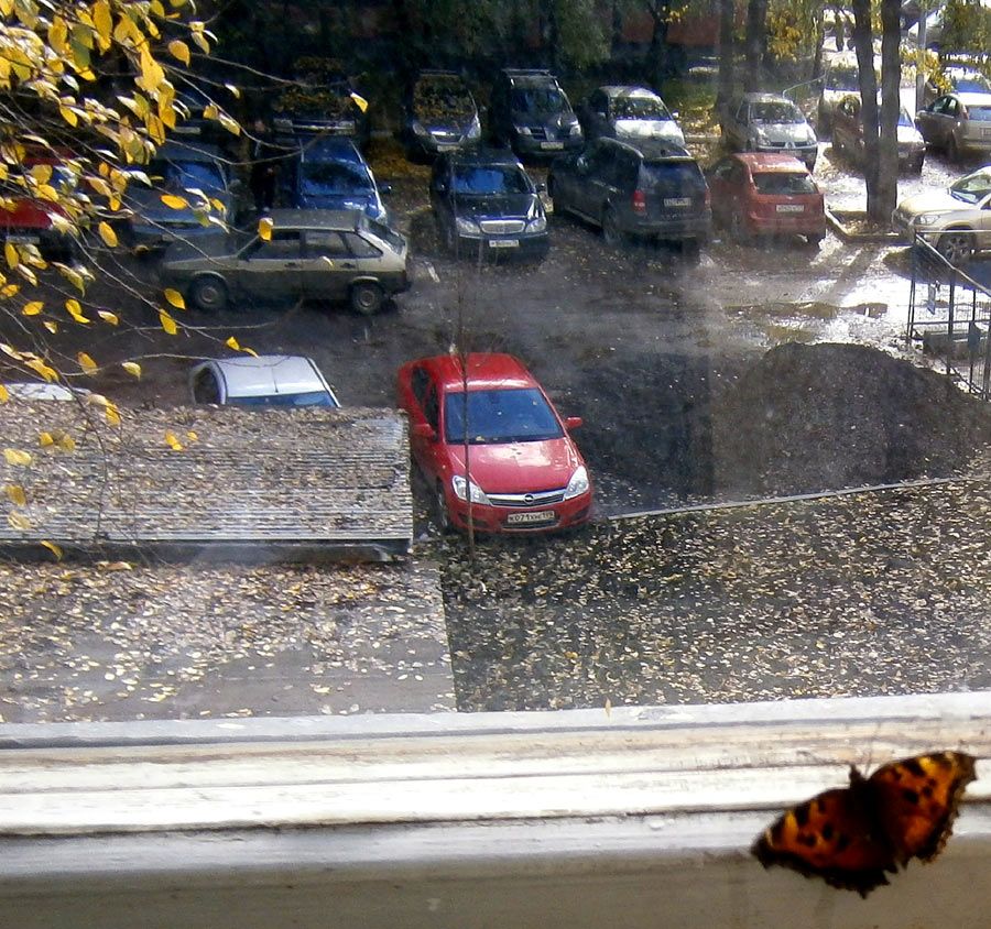  photo Butterfly-1_zpsbe027647.jpg