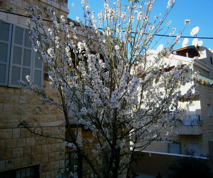  photo 05_Tree_zpsf92a2ce5.jpg