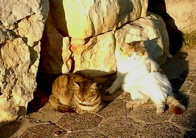  photo 14_cats_zps278189b2.jpg