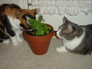 Catnip is KittyDrugs