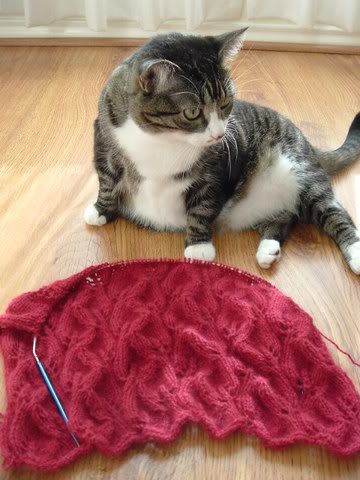 Furry Cat, Furry Knitting