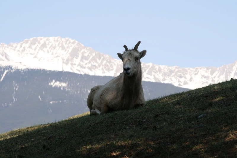 IMAGE: http://img.photobucket.com/albums/v358/LowriderS10/Wildlife/IMG_1443.jpg