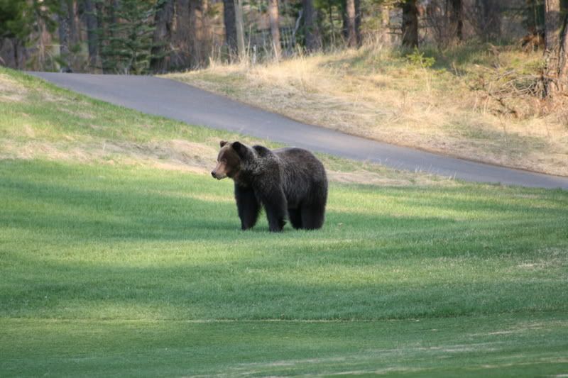 IMAGE: http://img.photobucket.com/albums/v358/LowriderS10/Wildlife/IMG_1455.jpg