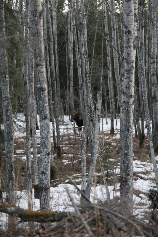 IMAGE: http://img.photobucket.com/albums/v358/LowriderS10/Wildlife/SpringBreak039.jpg