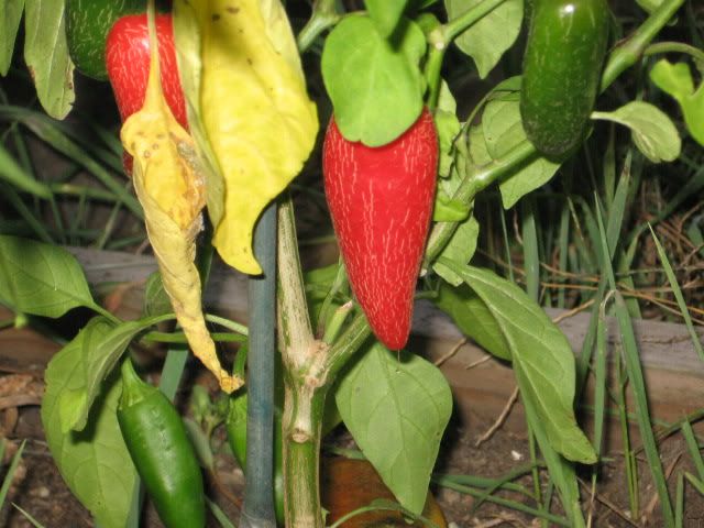 Ripe Jalapeno