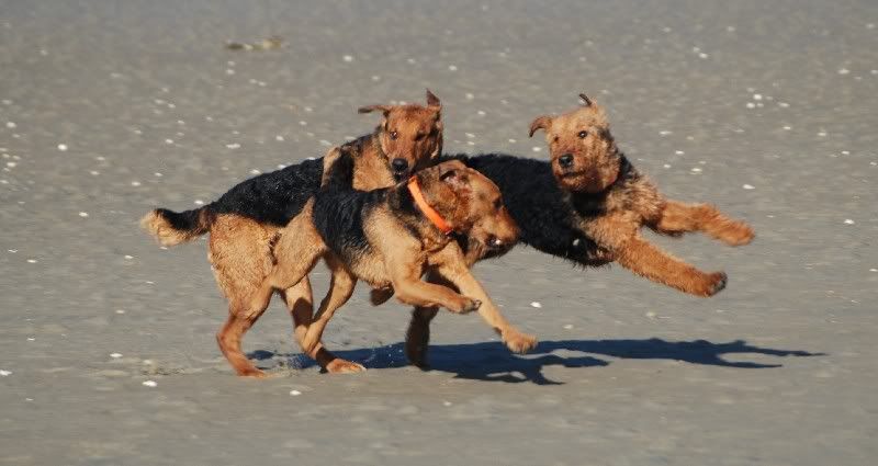 airedale1.jpg