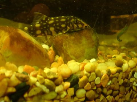 Upside Down Catfish, Ambiacus
