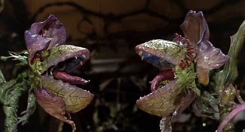 Audrey-II-and-Little-singing-plantlets-little-shop-of-horrors-6641540-500-270.jpg