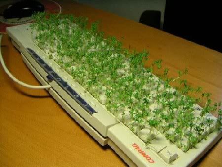 grass_keyboard.jpg